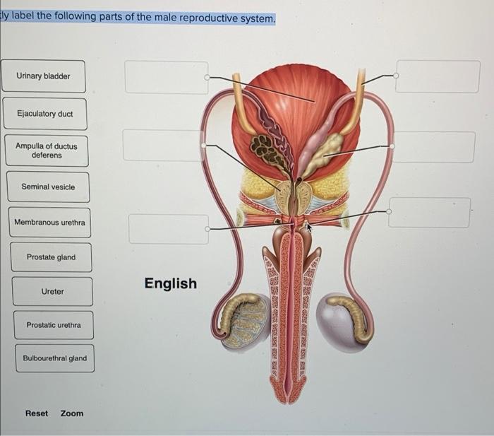 Solved Ely label the following parts of the male | Chegg.com