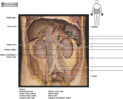6 Organs In Torso Diagram - Organ (anatomy) - Wikipedia - Following are