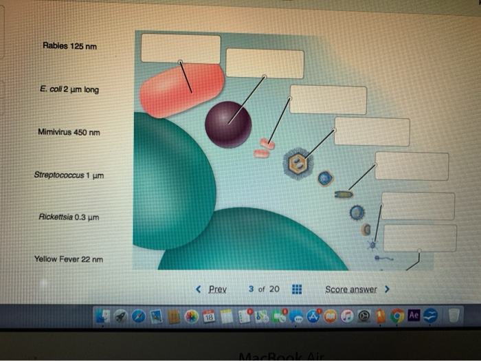 Solved Label the image to test your understanding of virus | Chegg.com