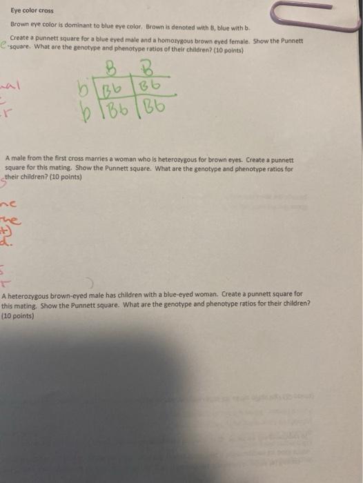 Solved Eye Color Cross Brown Eye Color Is Dominant To Blue | Chegg.com