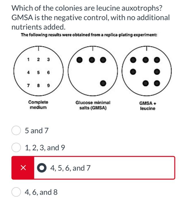 Solved Which Of The Colonies Are Leucine Auxotrophs? GMSA Is | Chegg.com