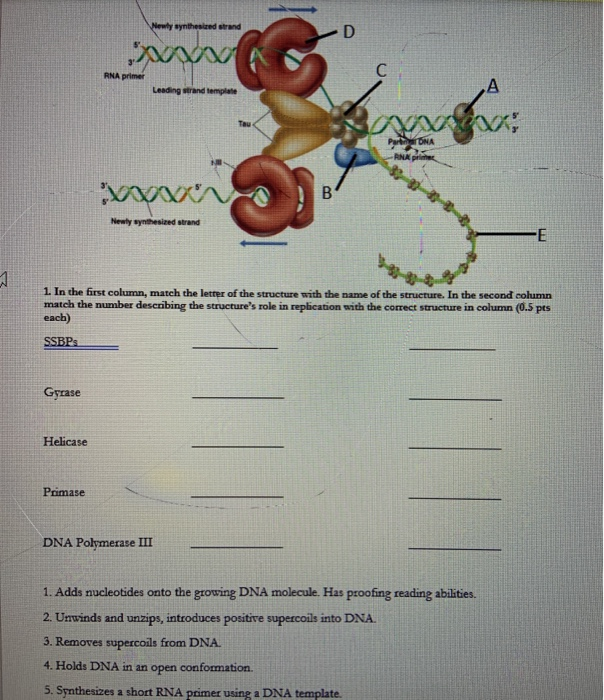 Solved Newly synthesized strand D С RNA primer А Leading | Chegg.com