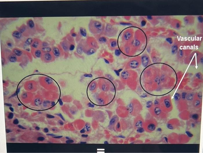 experiment 1 microscopic anatomy of the endocrine system