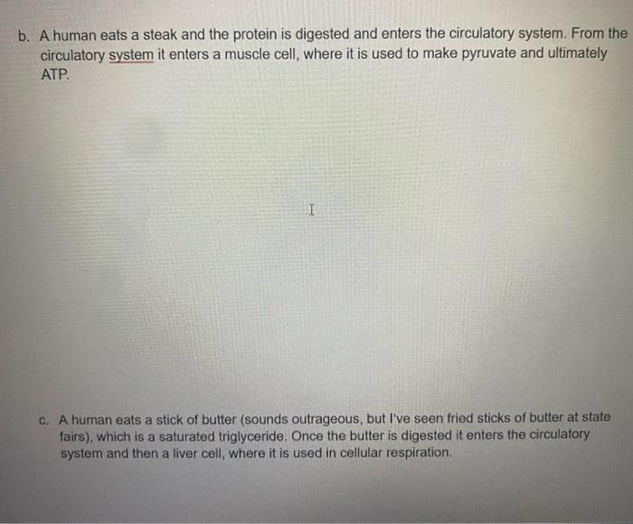 b. A human eats a steak and the protein is digested and enters the circulatory system. From the circulatory system it enters 