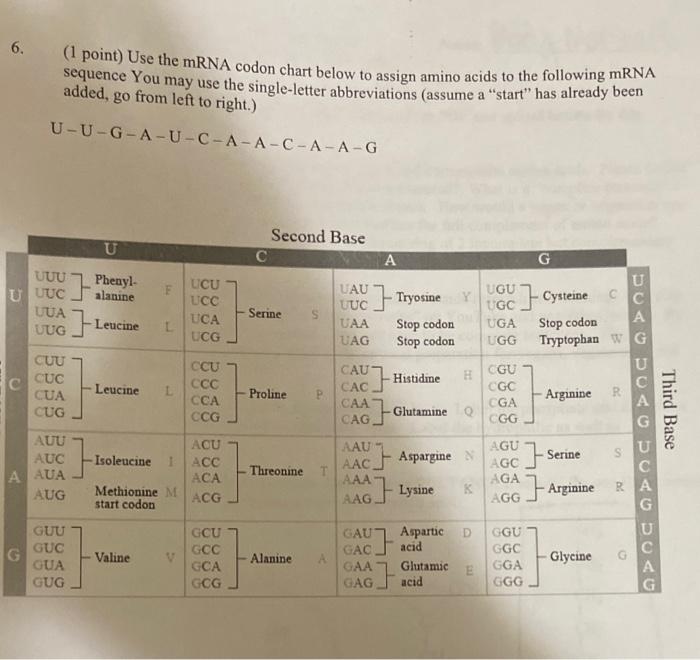 Solved 6. (point) Use the mRNA codon chart below to assign | Chegg.com