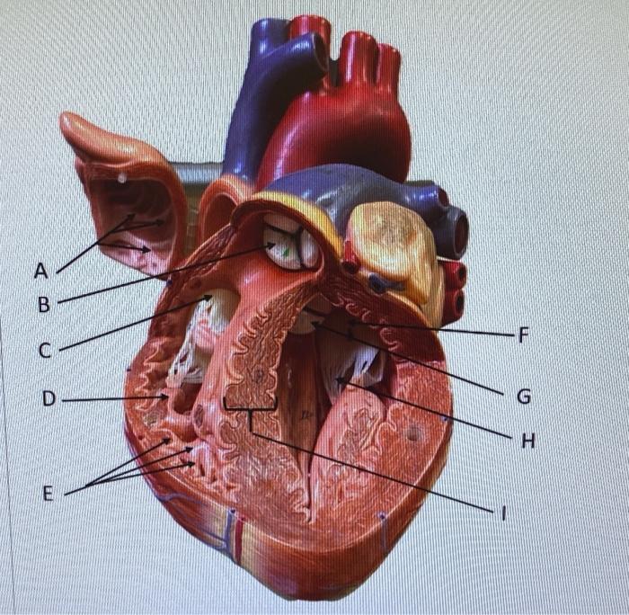 Solved А B -F COM D G H Identify the ridges labeled A. | Chegg.com