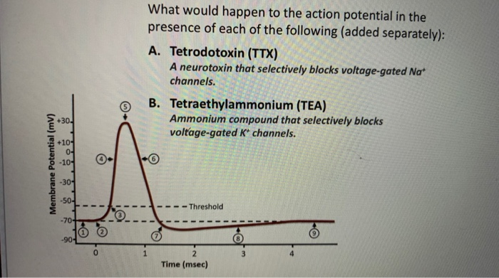 Solved What Would Happen To The Action Potential In The | Chegg.com Solved What Would Happen To The Action Potential In The | Chegg.com