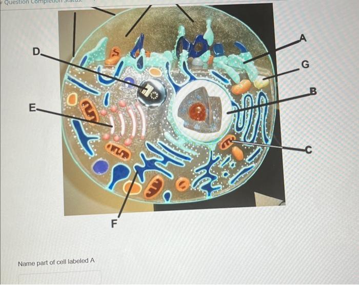 Solved Name part of cell labeled A | Chegg.com