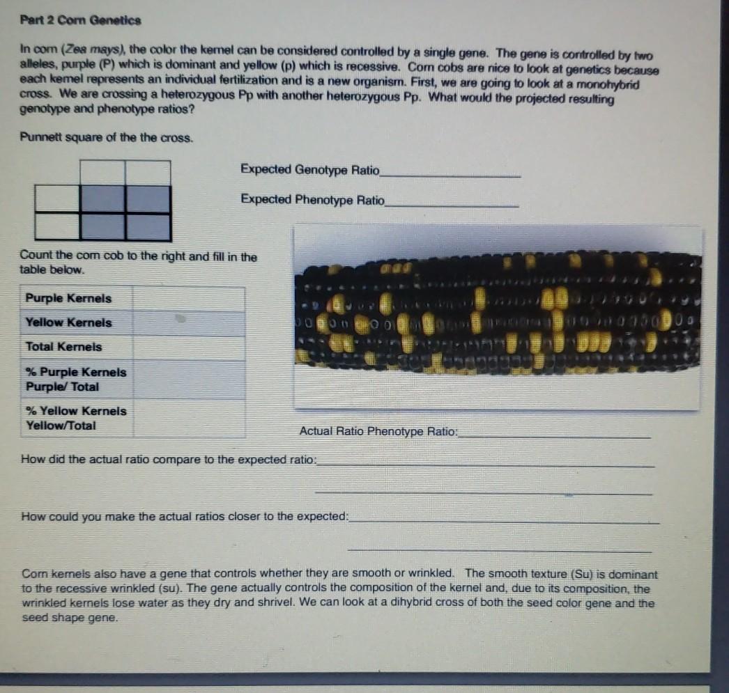 Solved Part 2 Corn Genetics In com (Zea mays), the color the | Chegg.com