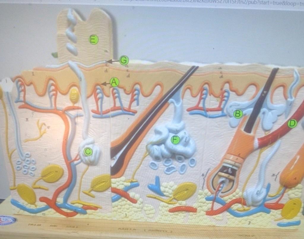 Solved Activity 4: Skin Model & Slide On the virtual Lab. | Chegg.com