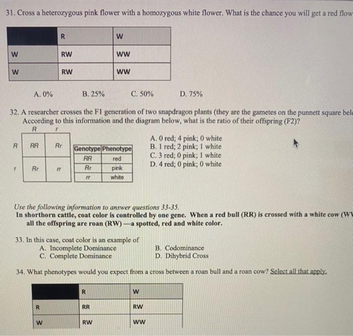 31 Cross A Heterozygous K Flower With A Chegg 
