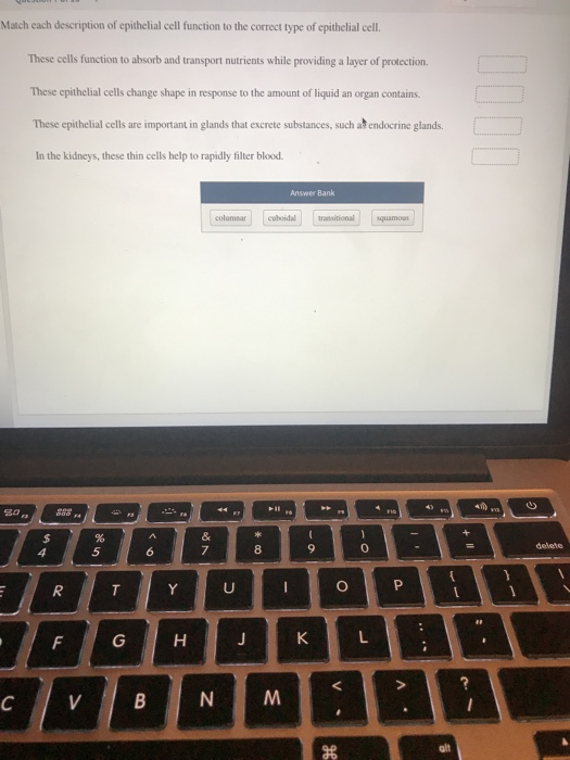 Solved Match Each Description Of Epithelial Cell Function To Chegg