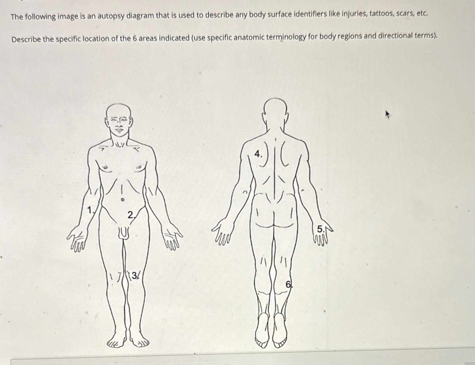 Solved The following image is an autopsy diagram that is | Chegg.com