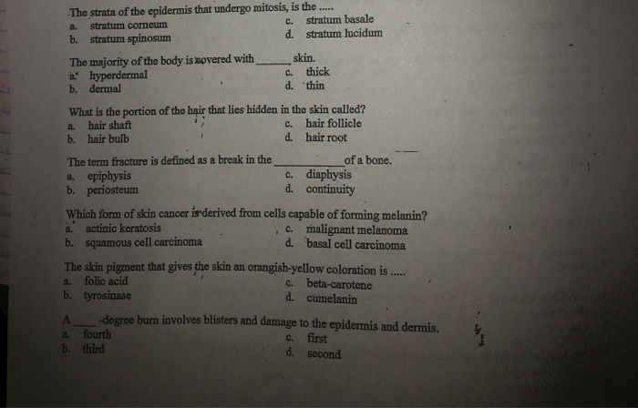 Solved The Strata Of The Epidermis That Undergo Mitosis