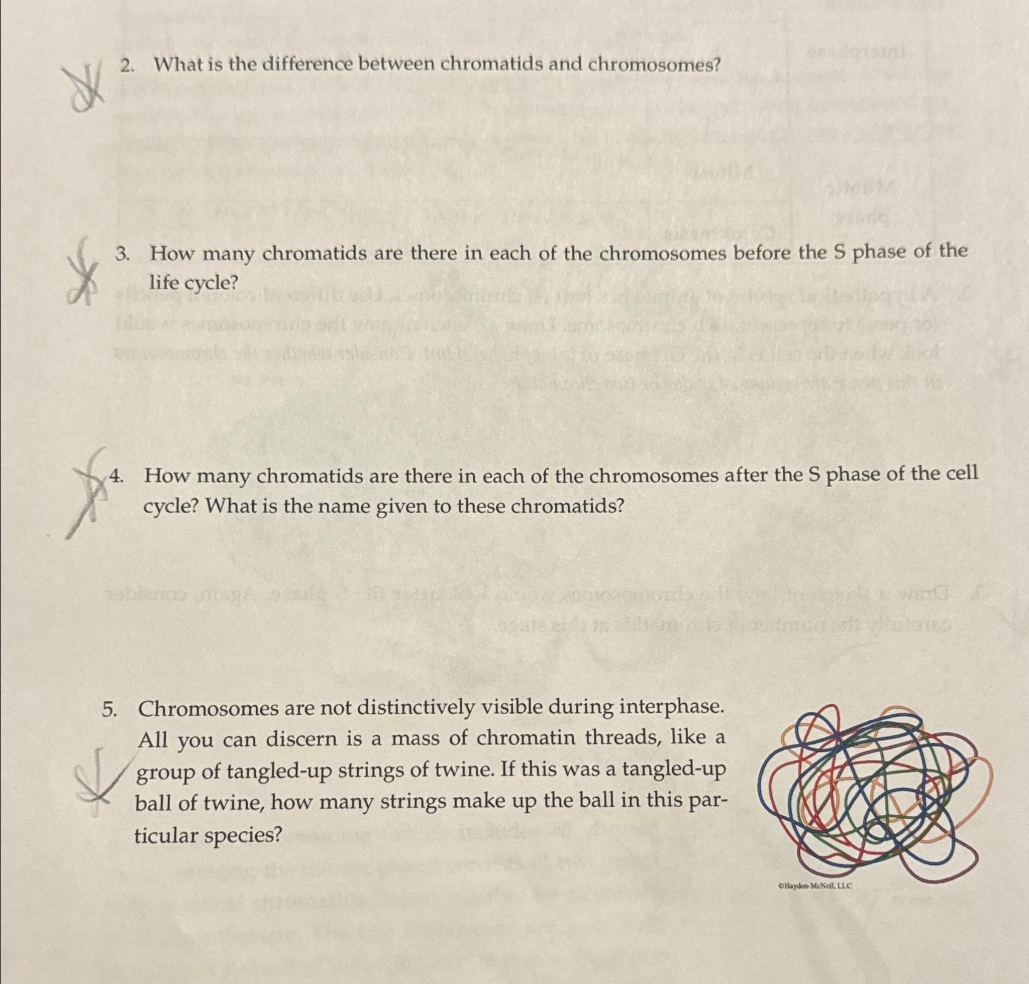 Solved What Is The Difference Between Chromatids And