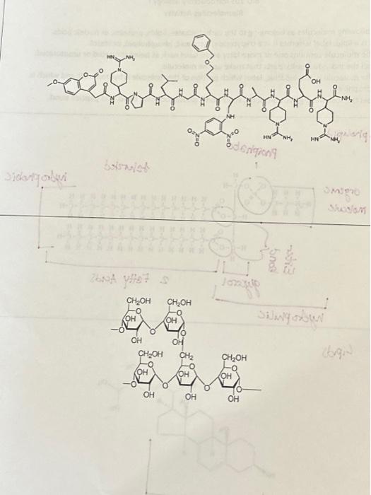 Biomolecules Activity Label the following molecules