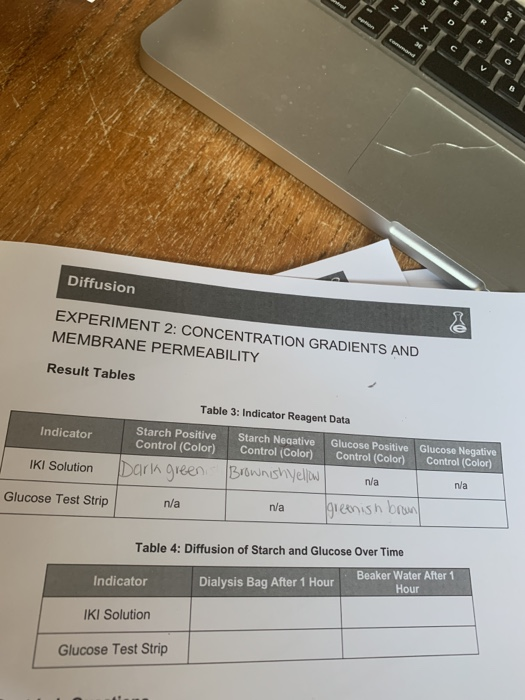 experiment 2 diffusion concentration gradients and membrane permeability