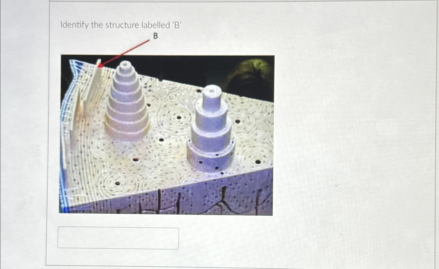 Solved Identify The Structure Labelled ' B 'B | Chegg.com