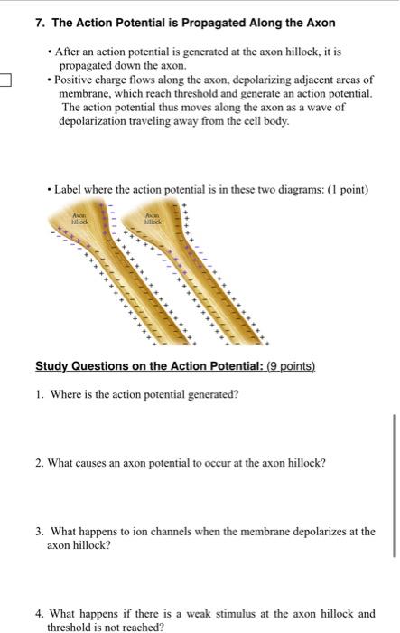 Solved 7. The Action Potential Is Propagated Along The Axon | Chegg.com