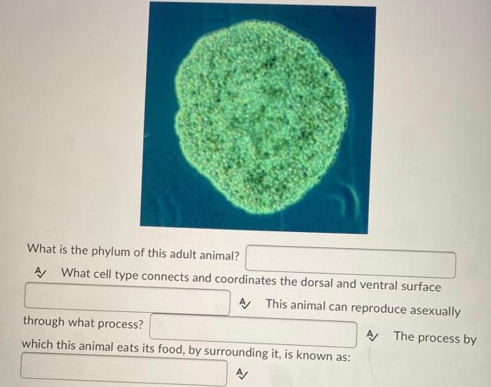 solved-what-is-the-phylum-of-this-adult-animal-a-what-cell-chegg