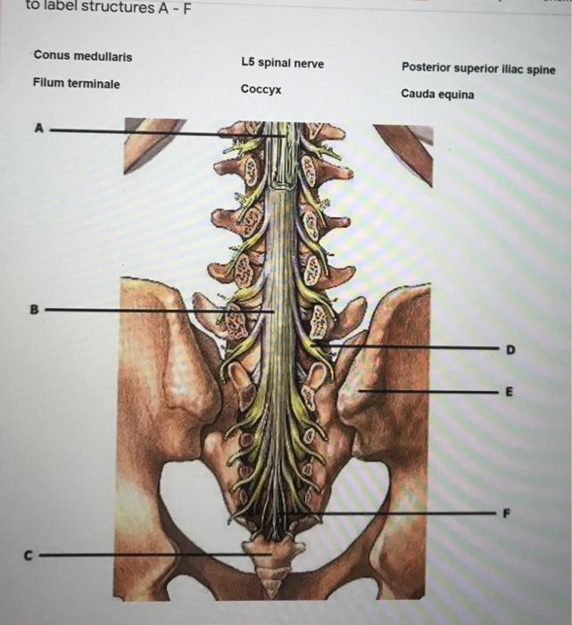 spinal cord cauda equina conus medullaris