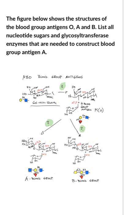 Solved The figure below shows the structures of the blood | Chegg.com
