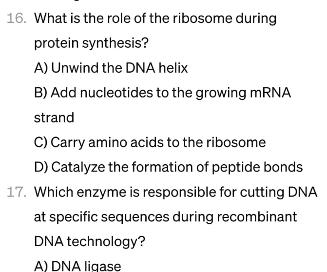 Solved What is the role of the ribosome during protein | Chegg.com