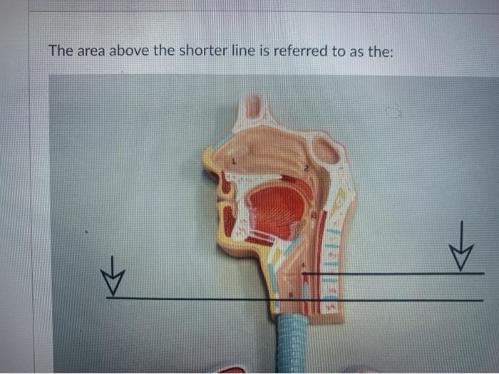 Solved The area above the shorter line is referred to as | Chegg.com