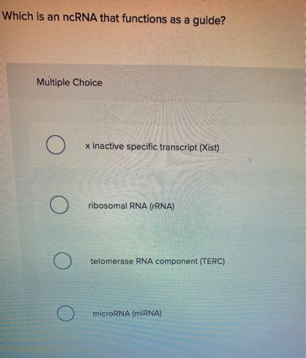 Solved Which Of The Following Statements About RNA | Chegg.com