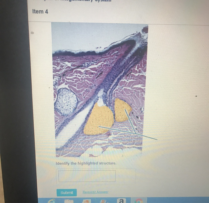 Solved Item 4 Identify The Highlighted Structure, Submit 