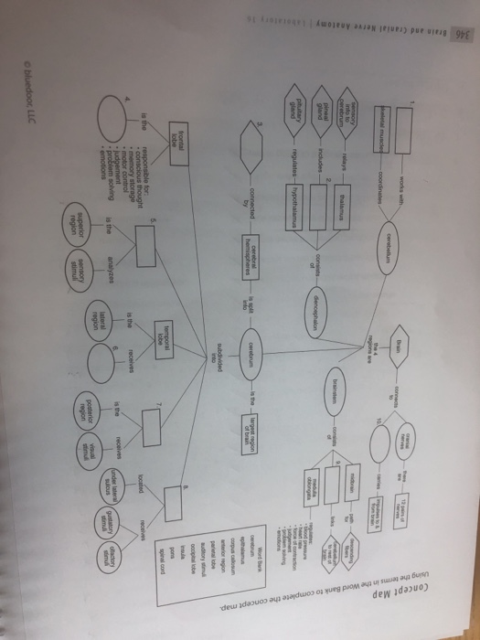 346 Brain and Cranial Nerve Anatomy Concept Map Using | Chegg.com