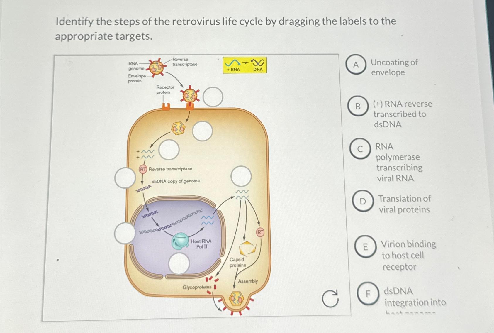 Solved Identify the steps of the retrovirus life cycle by | Chegg.com