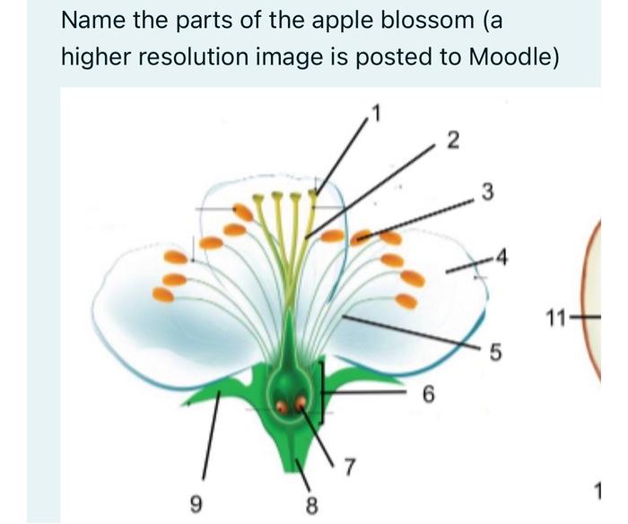 Solved name the parts of blossomfrom which blossom parts are | Chegg.com