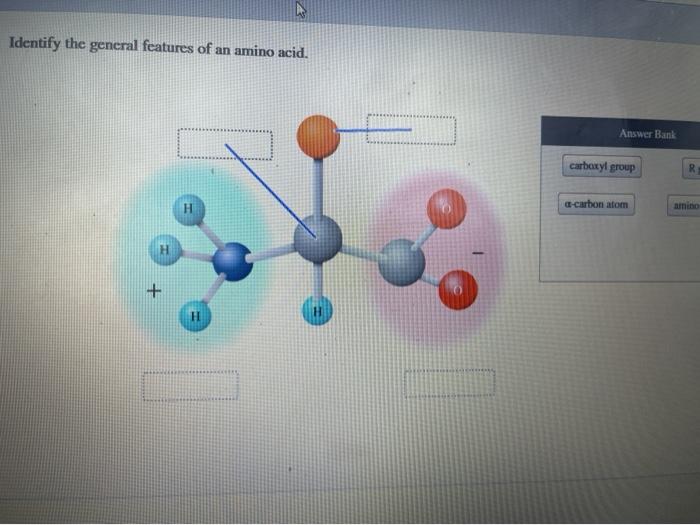 Solved Identify the general features of an amino acid. | Chegg.com