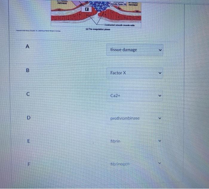 Solved Partial Question 1 0.2 / 1 pts Correctly match the | Chegg.com