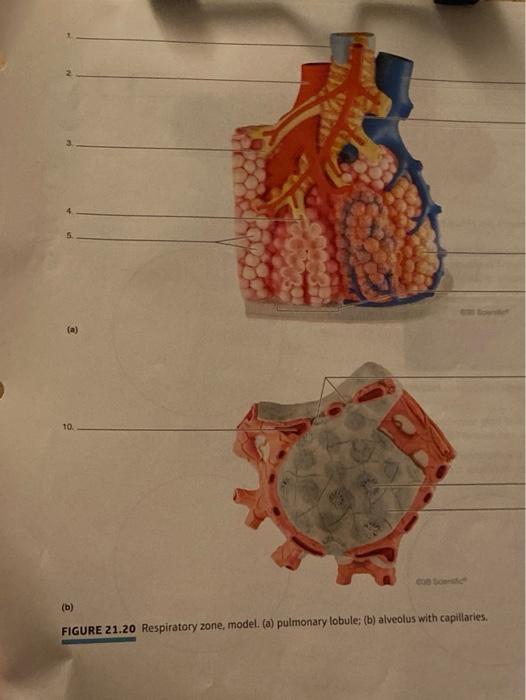 pulmonary lobule model