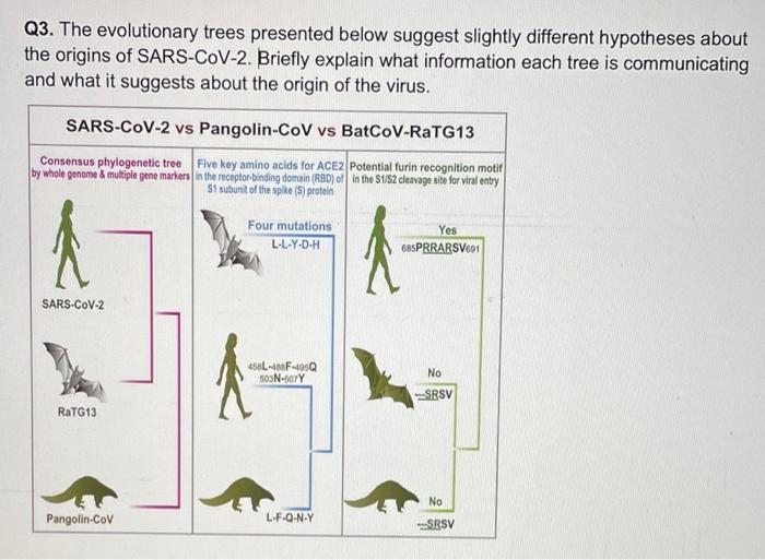 Q3. The evolutionary trees presented below suggest | Chegg.com