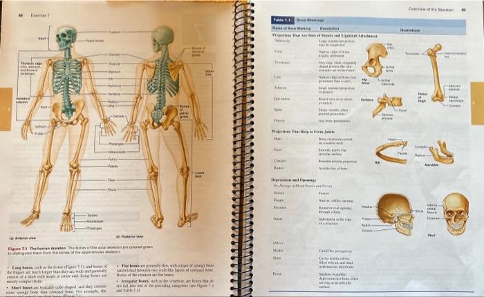 Solved Examining and Classifying Bones Examine the isolated | Chegg.com