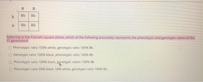 Solved B B B Bb Bb B Bb Bb Referring To The Punnett Square | Chegg.com