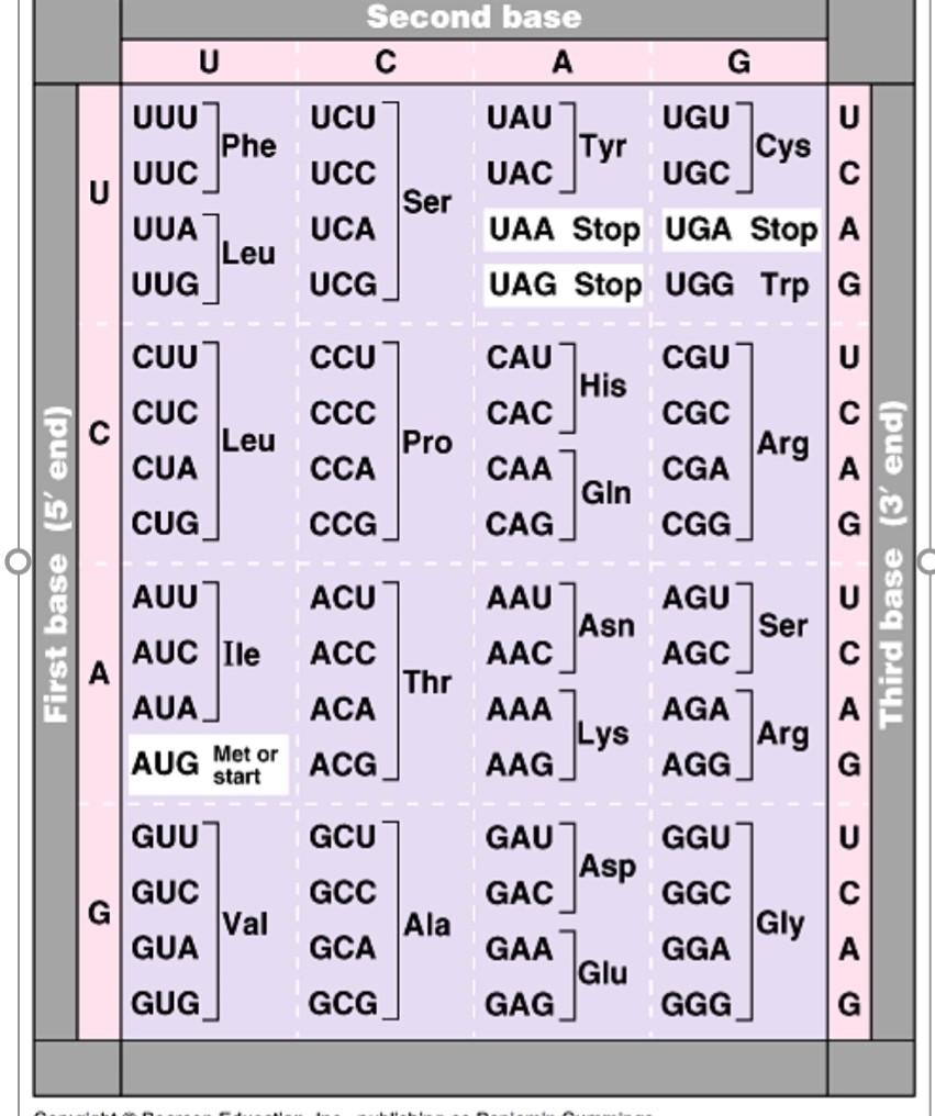 Solved Here is a sequence of the alcohol dehydrogenase gene | Chegg.com