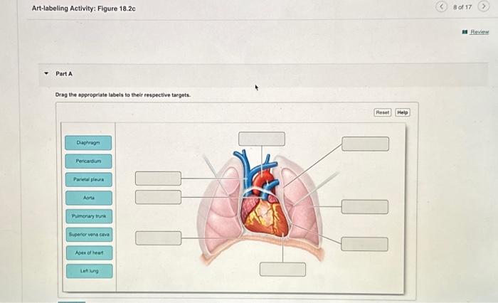 Solved Art-labeling Activity: Figure 18.2c Part A Drag the | Chegg.com