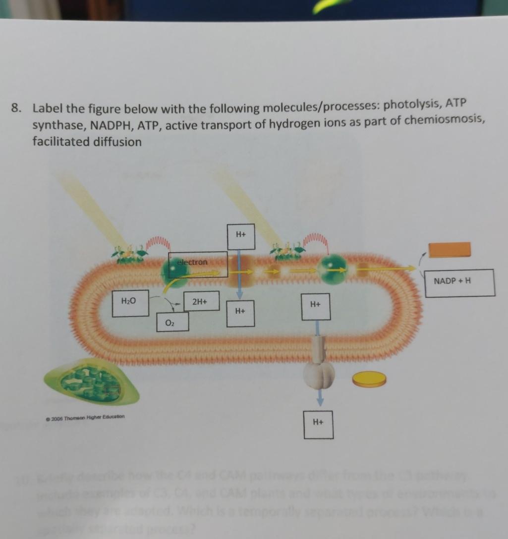 Solved Label The Figure Below With The Following | Chegg.com