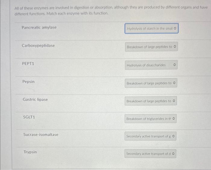 Solved All of these enzymes are involved in digestion or | Chegg.com
