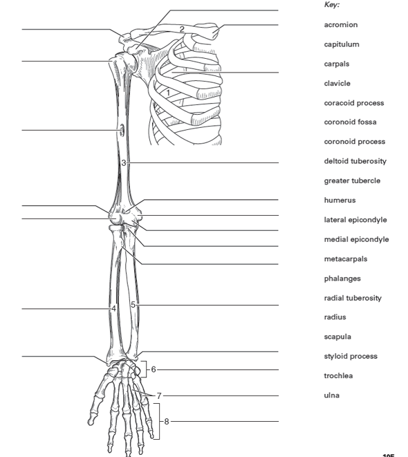 Anatomy Of The Arm Bones