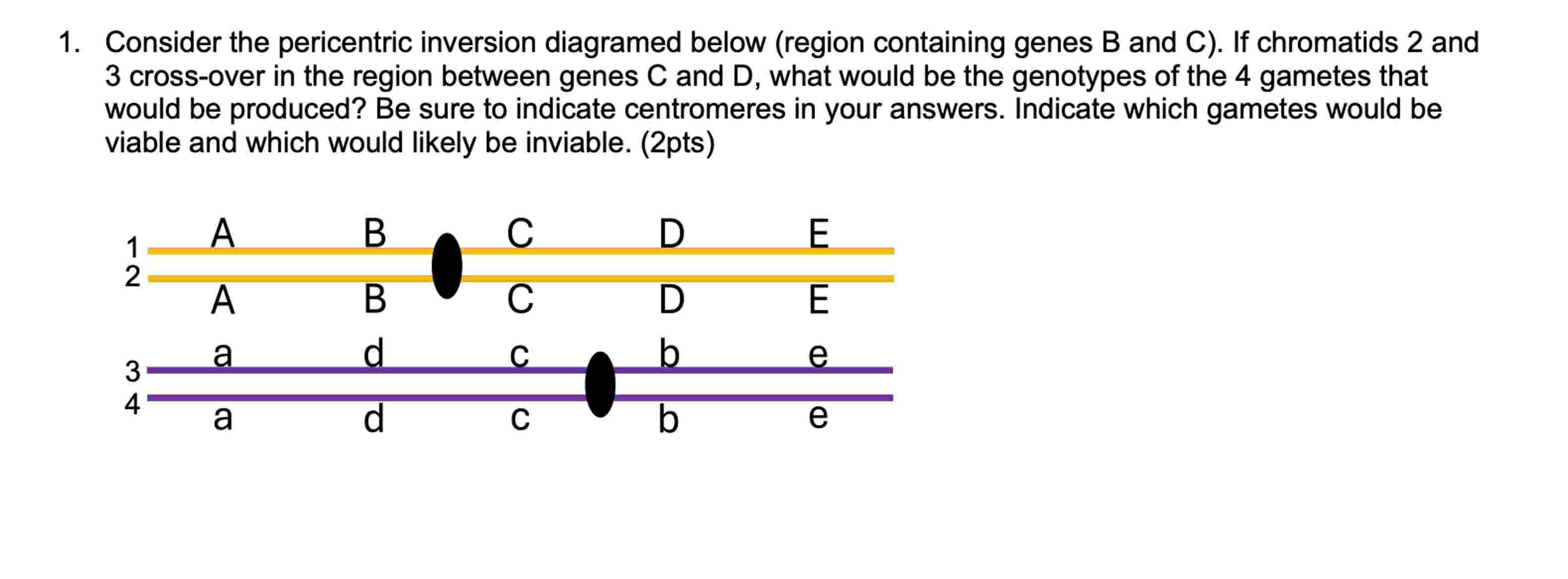 Solved Consider the pericentric inversion diagramed below | Chegg.com