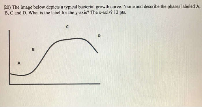 Solved 20) The image below depicts a typical bacterial | Chegg.com
