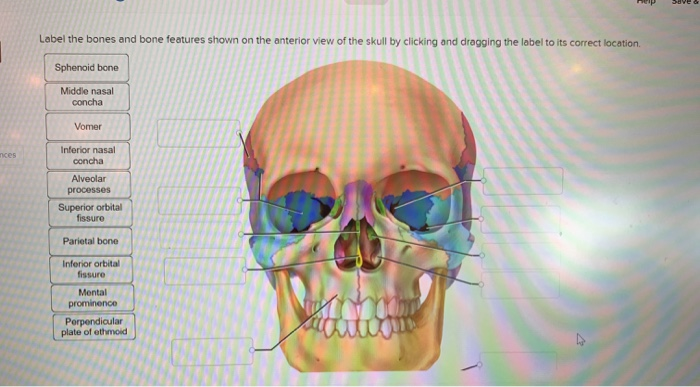 skull bones and bone markings quizlet