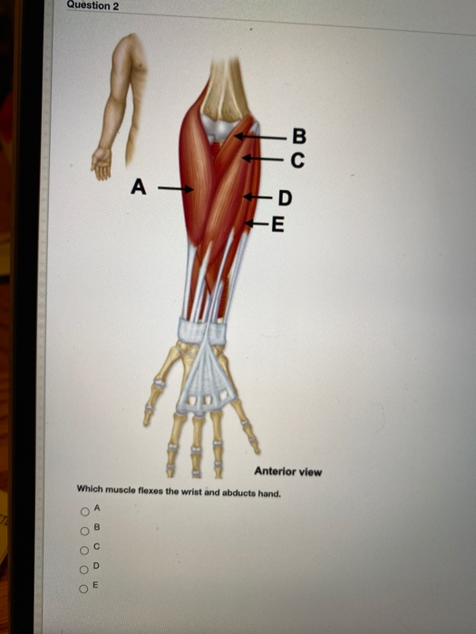 Solved Question 2 В A - D -Е Anterior view Which muscle | Chegg.com