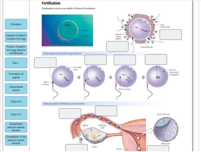 sperm and egg fertilization diagram