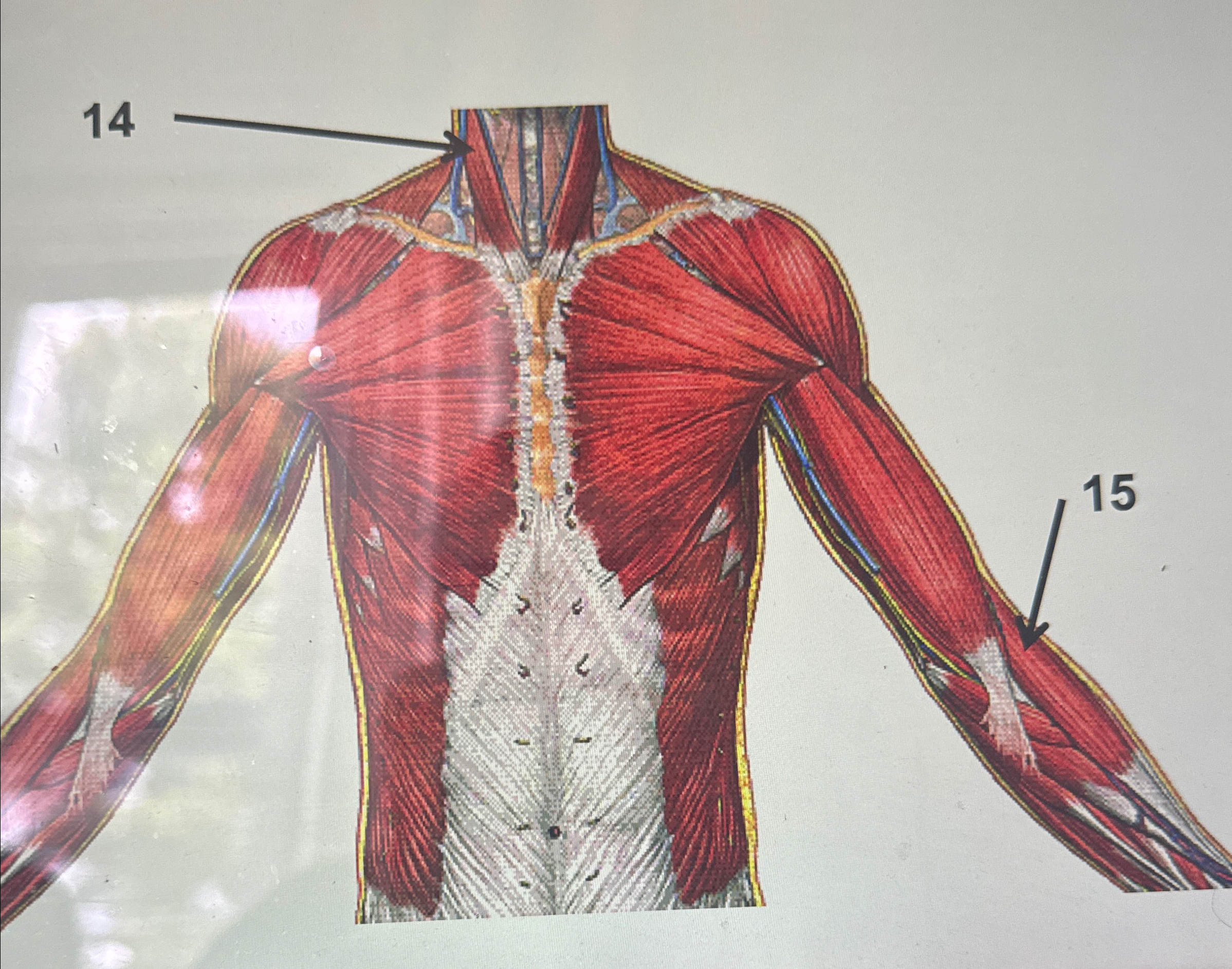 Solved Write down the names of the muscles and actions o | Chegg.com